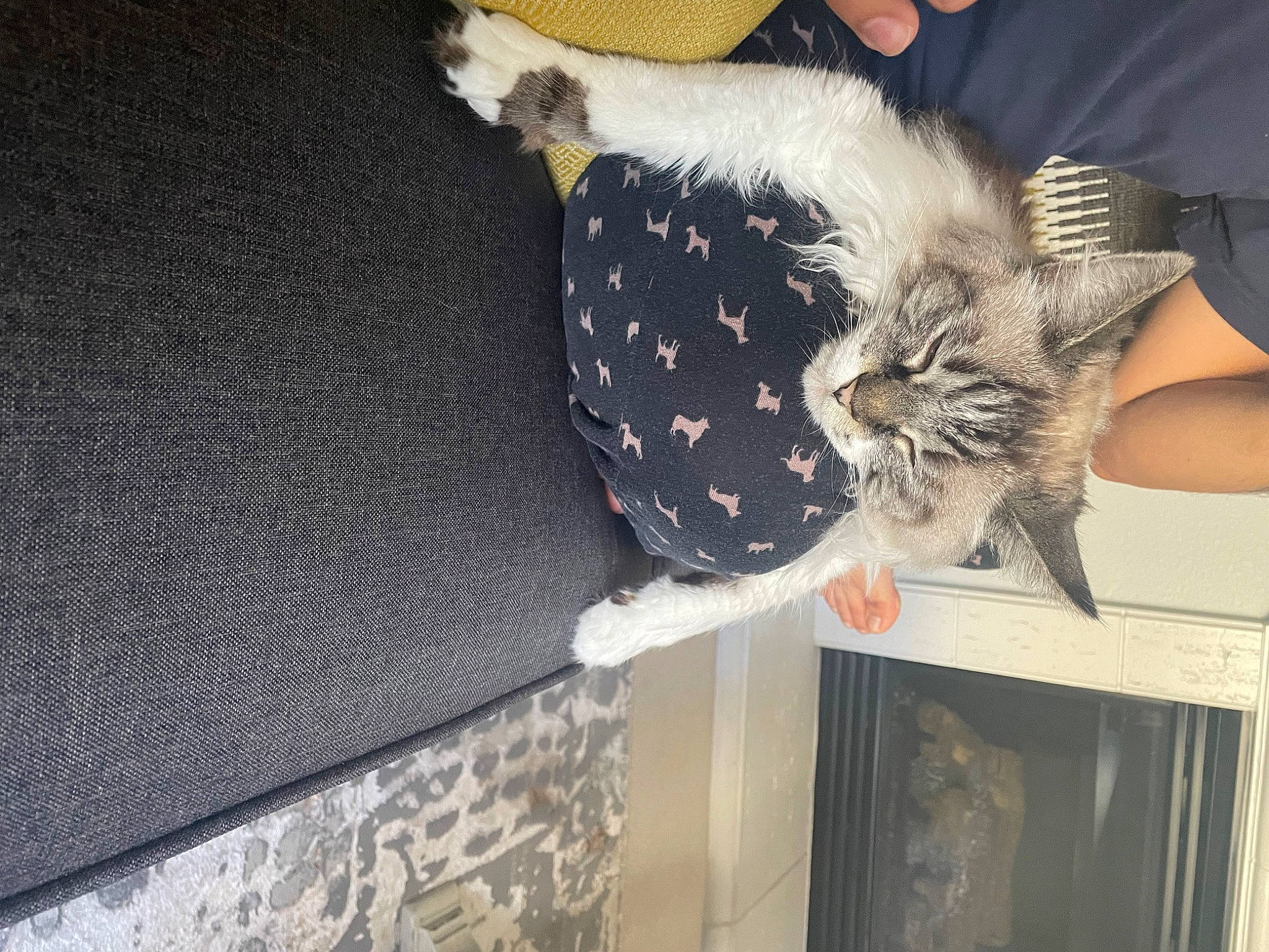 Alley is registered to the contest to win money with this photo: carnivore, cat, claw, comfort, domestic_short_haired_cat, fawn, felidae, flooring, fur, grey, human_leg, lap, paw, small_to_medium_sized_cats, tail, thigh, whiskers