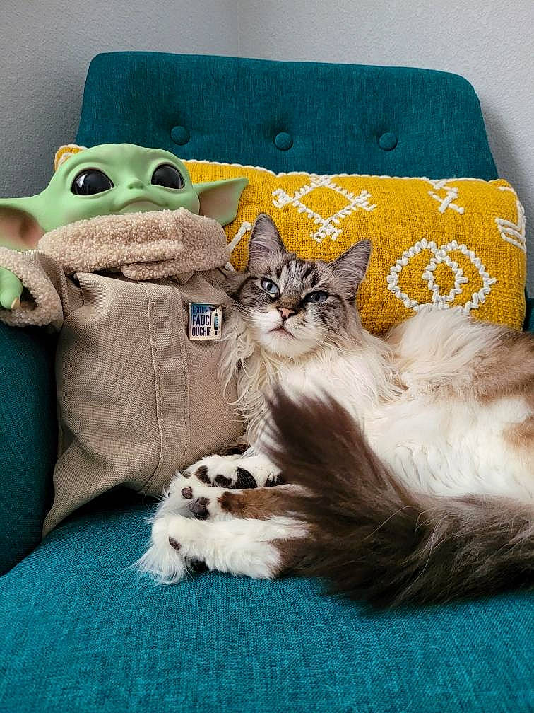 Alley joined the competition — help win amazing prizes! bag, carnivore, cat, cat_supply, comfort, couch, domestic_short_haired_cat, fawn, felidae, fur, grey, linens, luggage_and_bags, paw, pillow, small_to_medium_sized_cats, snout, tail, vertebrate, whiskers