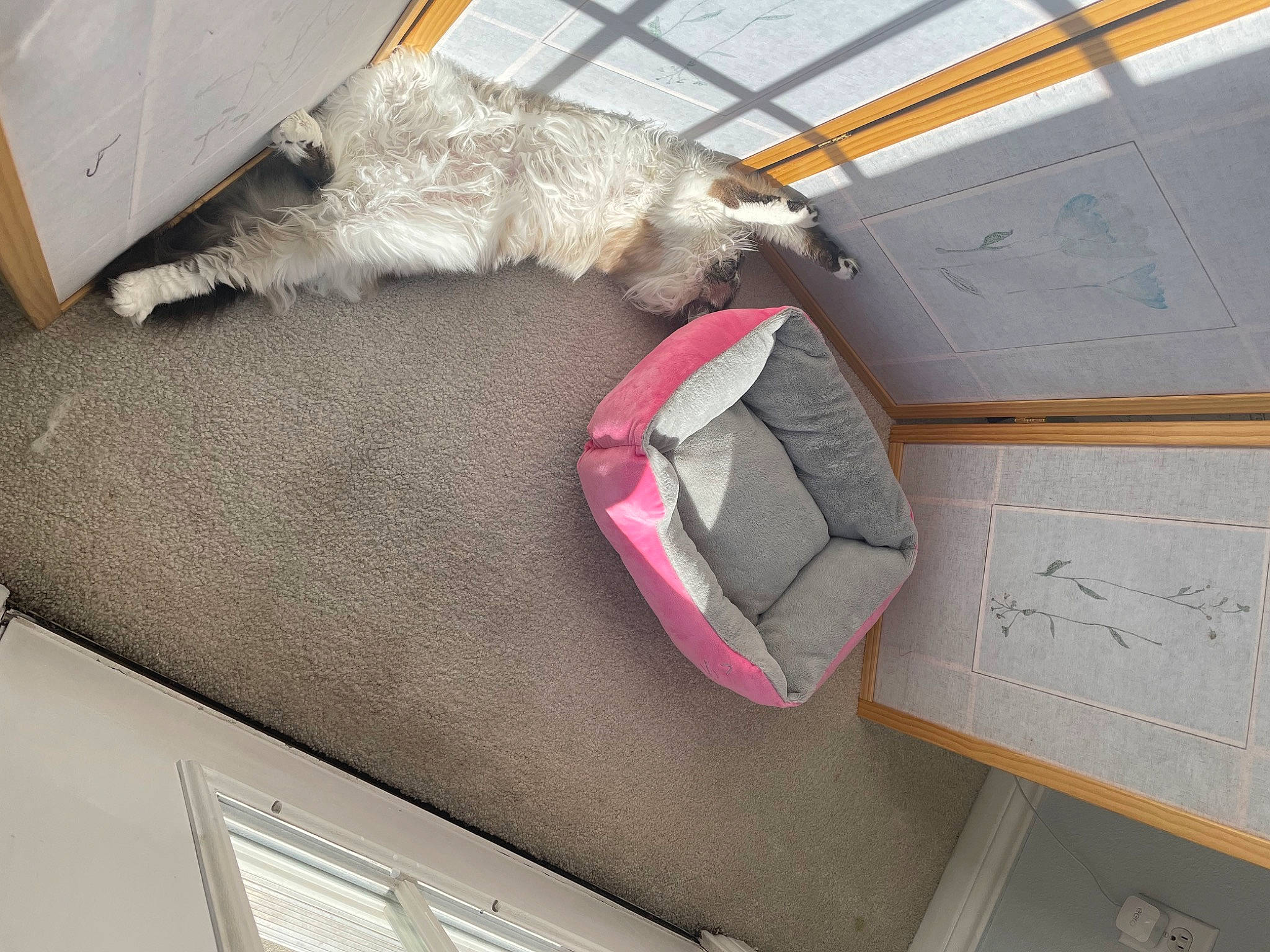 Alley is registered to the contest to win money with this photo: bag, baggage, carnivore, comfort, companion_dog, dog, dog_breed, felidae, floor, flooring, fur, handwriting, hardwood, luggage_and_bags, small_to_medium_sized_cats, tail, toy_dog, trunk, vehicle_door, wood