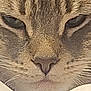 Squishy is registered to the contest to win money with this photo: animal, background, cat, close_up, cute, domestic_animal, eyes, face, feline, fur, head, mammal, nose, pet, portrait, soft, tabby, texture, whisker, whiskers