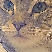 Squishy joined the competition — help win amazing prizes! animal, cat, close_up, curious, cute, detail, domestic_cat, eyes, face, feline, fur, indoor, looking, mammal, nose, pet, portrait, soft_light, tabby, whiskers