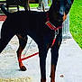 Demon Lee is registered to the contest to win money with this photo: doberman, dog, canine, pet, leash, collar, porch, concrete, wicker_chair, cushion, outdoor, green_grass, animal, ears, alert, standing, sidewalk, furniture, sunlight, domestic_animal