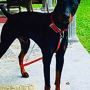 Demon Lee is registered to the contest to win money with this photo: doberman, dog, canine, pet, leash, collar, porch, concrete, wicker_chair, cushion, outdoor, green_grass, animal, ears, alert, standing, sidewalk, furniture, sunlight, domestic_animal