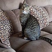 Tazz is registered to the contest to win money with this photo: abyssinian, animal, architecture, armchair, building, cat, chair, couch, cushion, furniture, homedecor, indoors, kitten, livingroom, manx, person, pet, pillow, room, sleeping