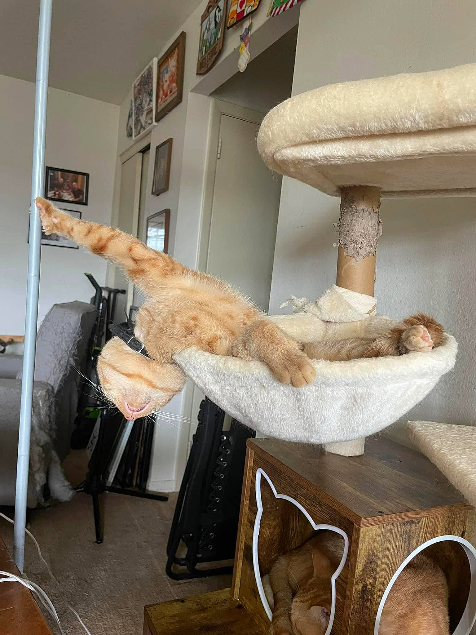 Peanuts joined the competition — help win amazing prizes! cat, cat_supply, chair, comfort, couch, felidae, flooring, fur, house, linens, living_room, picture_frame, room, shelf, shelving, small_to_medium_sized_cats, stuffed_toy, tail, wood, wool