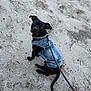 animal, attentive, black_dog, canine, casual_wear, collar, companion, curious, cute, denim_jacket, dog, ears_up, ground, leash, nature, outdoor, pet, sand, sitting, walk