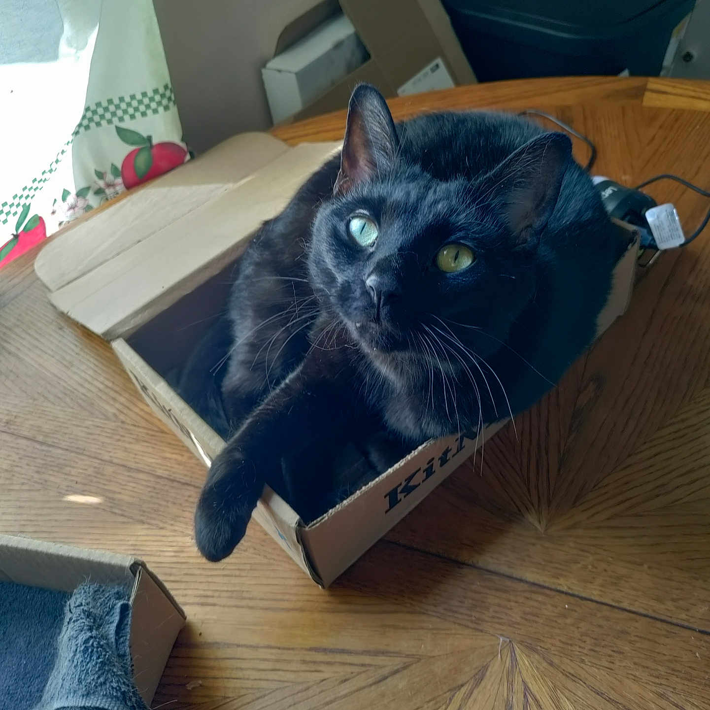 Bella joined the competition — help win amazing prizes! animal, blackcat, box, cardboard, carton, cat, clothing, computer, couch, drawer, electronics, furniture, hardwood, indoors, jeans, manx, pants, pet, plywood, wood
