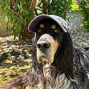Gips a rejoint le concours — aidez-le/la à gagner de superbes lots ! animal, black, brown, canine, cap, closeup, dog, fur, garden, hat, leafy, nature, outdoor, pet, portrait, relaxed, shade, summer, sunlight, white