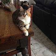 Moumoune participe au concours pour gagner de l'argent avec cette photo : cat, tabby_cat, wooden_table, indoor, tiled_floor, black_couch, plant, furniture, pet, animal, resting, looking_at_camera, domestic_cat, home, living_room, relaxed, calm, cozy, wood, floor