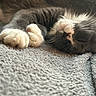 cat, sleeping, paws, whiskers, close_up, fluffy, soft_texture, blanket, cozy, relaxed, pet, cute, animal, feline, resting, indoor, fur, nap, peaceful, domestic