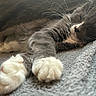 cat, sleeping, paw, gray_cat, white_paws, feline, fur, whiskers, cozy, blanket, texture, close_up, resting, indoor, animal, cute, relaxed, pet, soft, napping