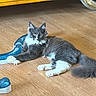 cat, gray_cat, white_paws, wooden_floor, yellow_cabinet, cat_toy, indoor, pet, relaxed, feline, fluffy_tail, playful, household, domestic_animal, fur, whiskers, paw, animal, cute, resting