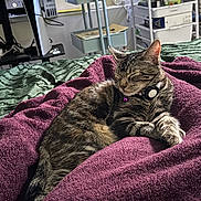 Storm is registered to the contest to win money with this photo: animal, bed, blanket, cat, collar, comfort, cozy, feline, fur, home, indoor, peaceful, pet, purple, quiet, relaxing, resting, sleeping, soft, tabby