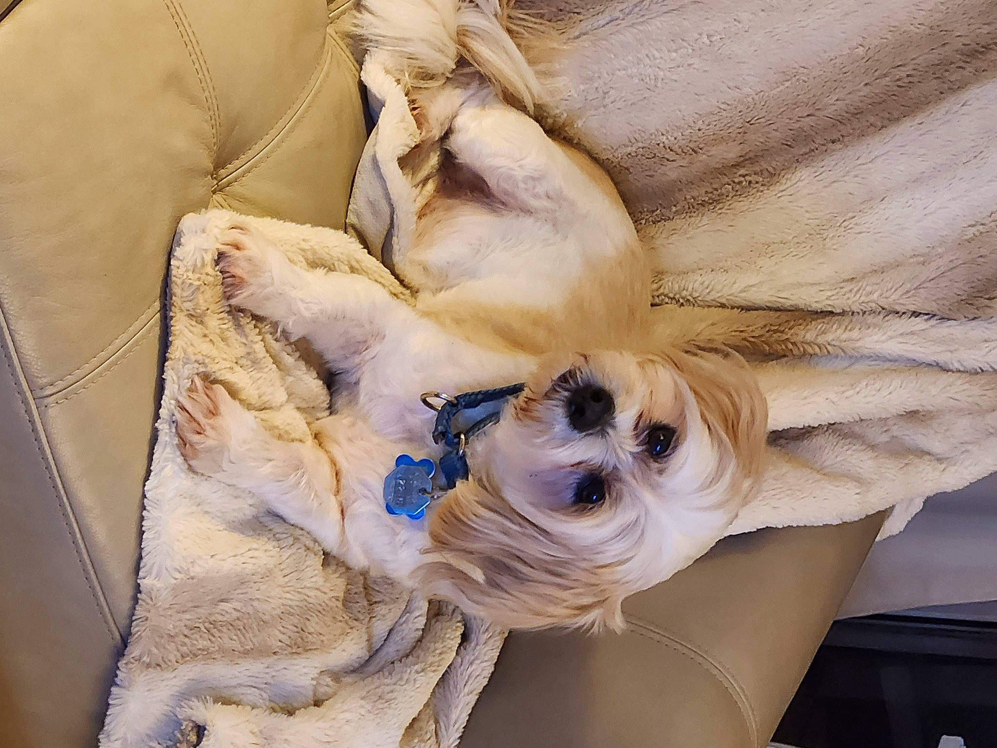 Rickie is registered to the contest to win money with this photo: bag, beige, carnivore, comfort, companion_dog, dog, dog_breed, dog_collar, dog_supply, eyewear, fashion_accessory, fawn, fur, goggles, linens, sleeve, sporting_group, sunglasses, toy_dog, working_animal