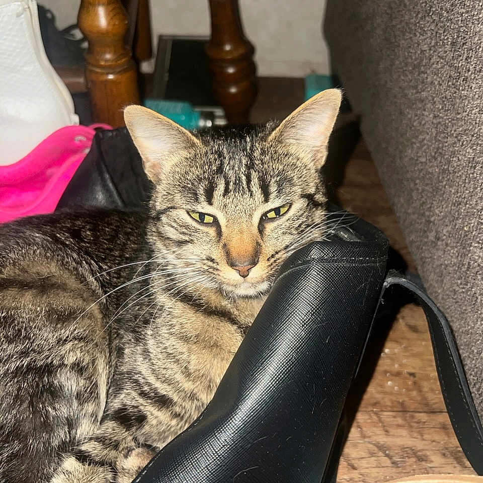 Bailey joined the competition — help win amazing prizes! bag, cat, close_up, cozy, domestic_animal, ears, floor, fur, furniture_leg, household, indoor, pet, quiet, relaxed, resting, shoe, sleepy, tabby, whiskers, wooden_floor