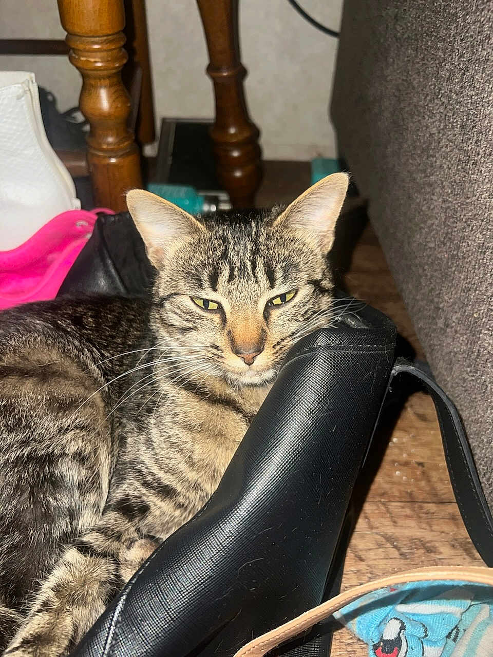 Bailey joined the competition — help win amazing prizes! cat, tabby, pet, indoor, floor, wooden_floor, shoe, bag, furniture_leg, resting, cozy, domestic_animal, whiskers, ears, fur, close_up, sleepy, household, quiet, relaxed