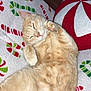 blanket, cat, christmas_theme, cozy, curled_up, cute, decor, feline, fluffy, holiday, indoor, napping, orange_tabby, paws, peppermint_pillow, pet, relaxing, resting, sleeping, soft