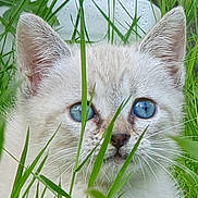 Zag a rejoint le concours — aidez-le/la à gagner de superbes lots ! abyssinian, angora, animal, cat, grass, green, herbal, herbs, jar, kitten, lawn, manx, pet, plant, planter, pottedplant, pottery, siamese, vase, white