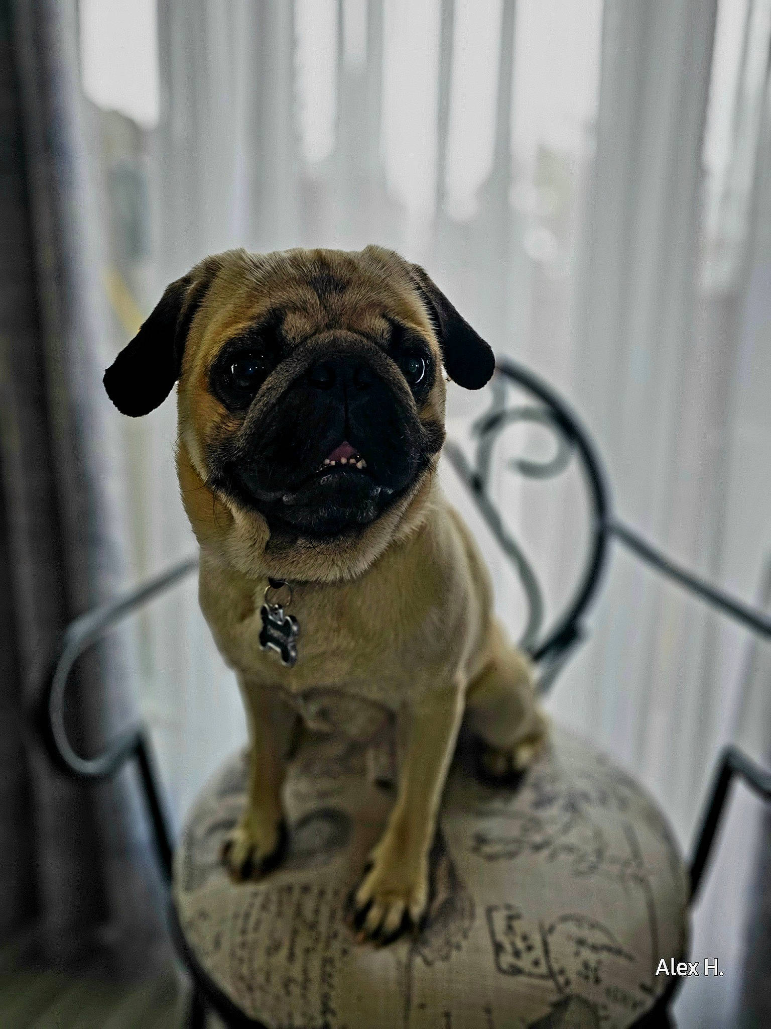Chato is registered to the contest to win money with this photo: ancient_dog_breeds, canidae, carnivore, collar, companion_dog, dog, dog_breed, dog_collar, dog_supply, fawn, metal, pet_supply, pug, snout, sporting_group, toy_dog, whiskers, working_animal, working_dog, wrinkle