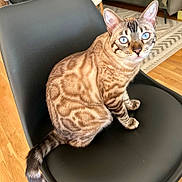 Lancelot participe au concours pour gagner de l'argent avec cette photo : animal, bengal_cat, black_chair, blue_eyes, carpet, cat, cute, domestic_cat, ears, flooring, fur_pattern, furniture, houseplant, indoor, living_room, pet, sitting, tail, whiskers, wooden_floor