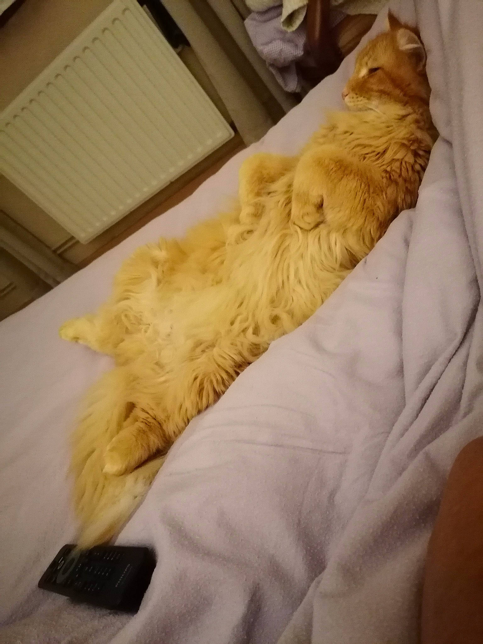 Nouille a rejoint le concours — aidez-le/la à gagner de superbes lots ! bed, bedding, carnivore, cat, comfort, companion_dog, dog_breed, duvet, fawn, felidae, foot, fur, hardwood, human_leg, linens, small_to_medium_sized_cats, sporting_group, tail, whiskers, wood