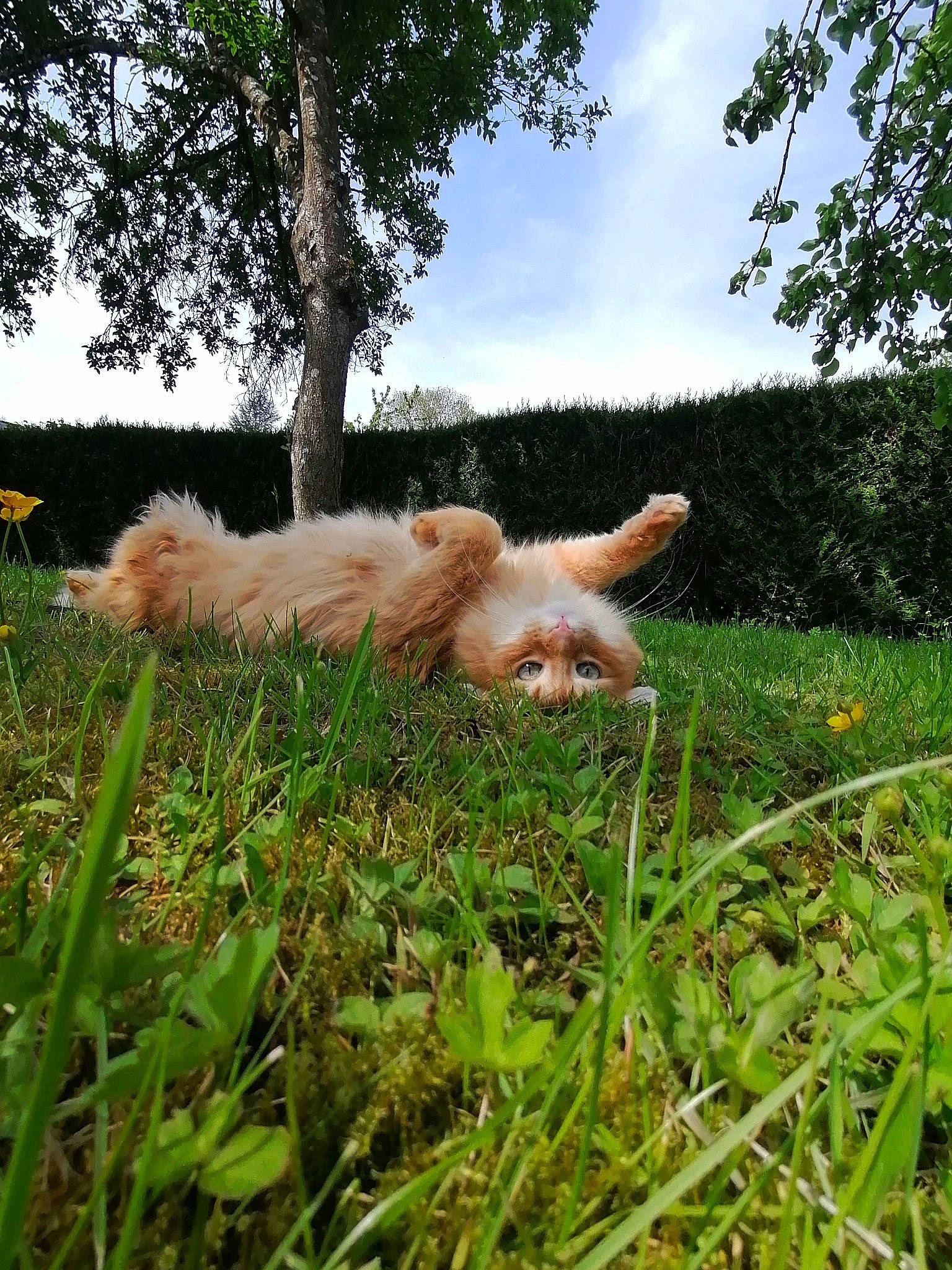 Nouille a rejoint le concours — aidez-le/la à gagner de superbes lots ! carnivore, cloud, companion_dog, dog, dog_breed, fawn, field, grass, grassland, landscape, meadow, plant, sky, sporting_group, sunlight, tail, terrestrial_animal, toy_dog, tree, working_animal