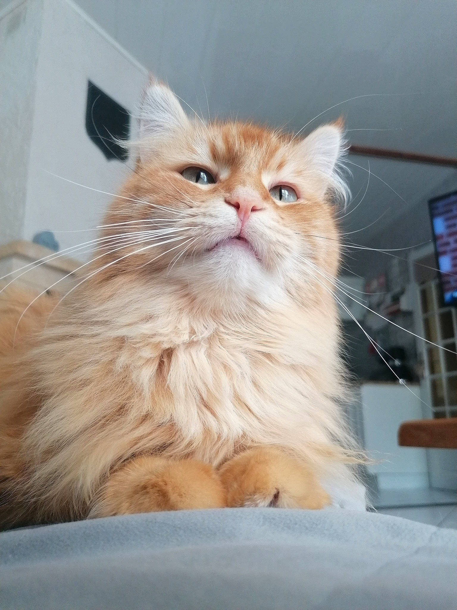 Nouille participe au concours pour gagner de l'argent avec cette photo : british_longhair, carnivore, cat, fawn, felidae, fur, small_to_medium_sized_cats, snout, whiskers, window