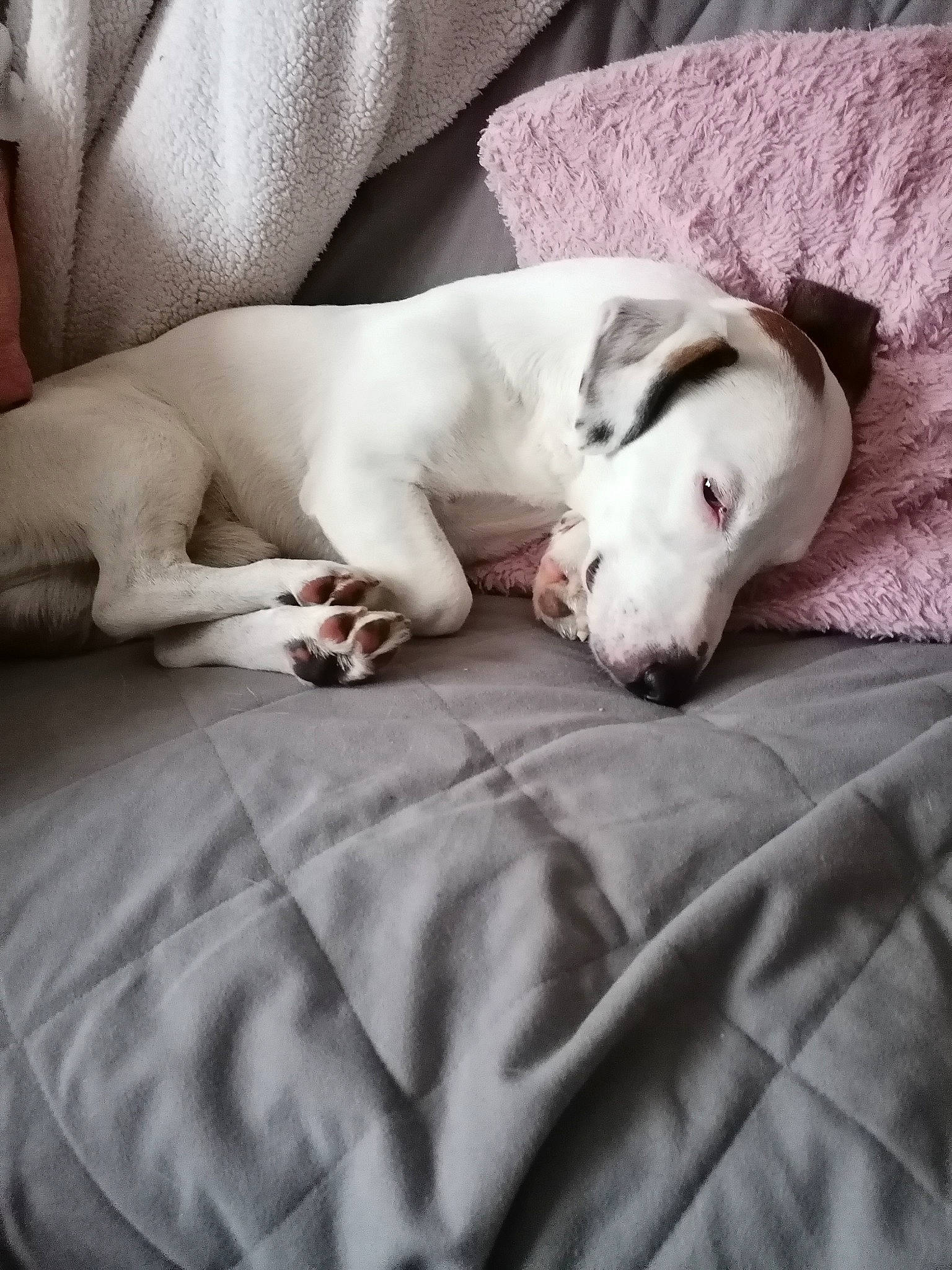 Néo a rejoint le concours — aidez-le/la à gagner de superbes lots ! bedding, canidae, carnivore, comfort, companion_dog, couch, dog, dog_breed, duvet, fawn, gadget, grey, linens, nap, paw, snout, sporting_group, toy_dog, whiskers, working_animal