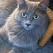 Ghost joined the competition — help win amazing prizes! cat, gray_cat, fluffy, yellow_eyes, pet, indoor, carpet, furniture_leg, animal, mammal, whiskers, ears, close_up, relaxed, laying, curious, domestic_cat, feline, soft_fur, house_pet
