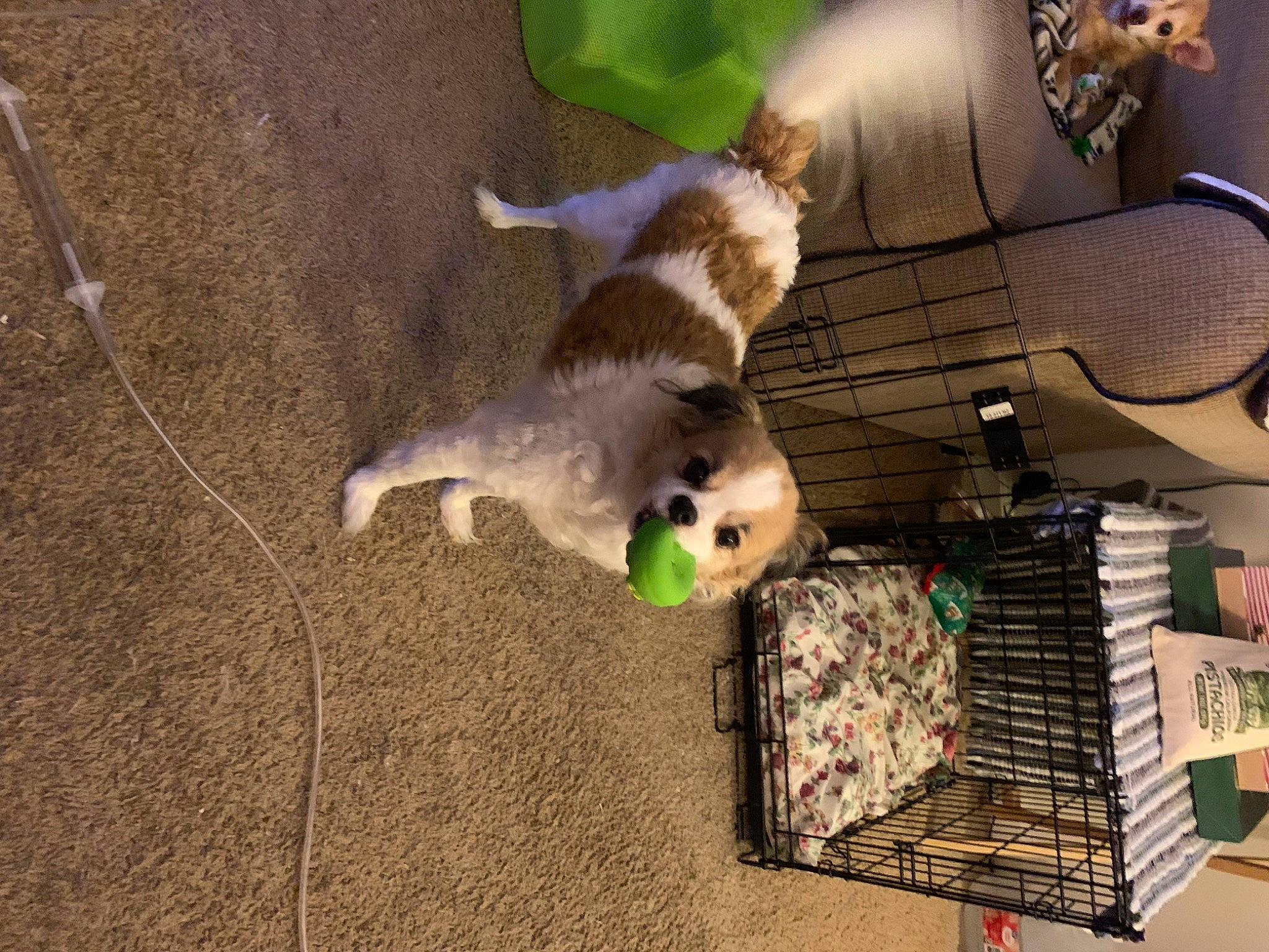 Tiger is registered to the contest to win money with this photo: animal_shelter, bird_supply, cage, carnivore, companion_dog, dog_breed, fawn, felidae, flooring, fur, pet_supply, shelf, shelving, small_animal_food, small_to_medium_sized_cats, soil, tail, toy, vertebrate, whiskers