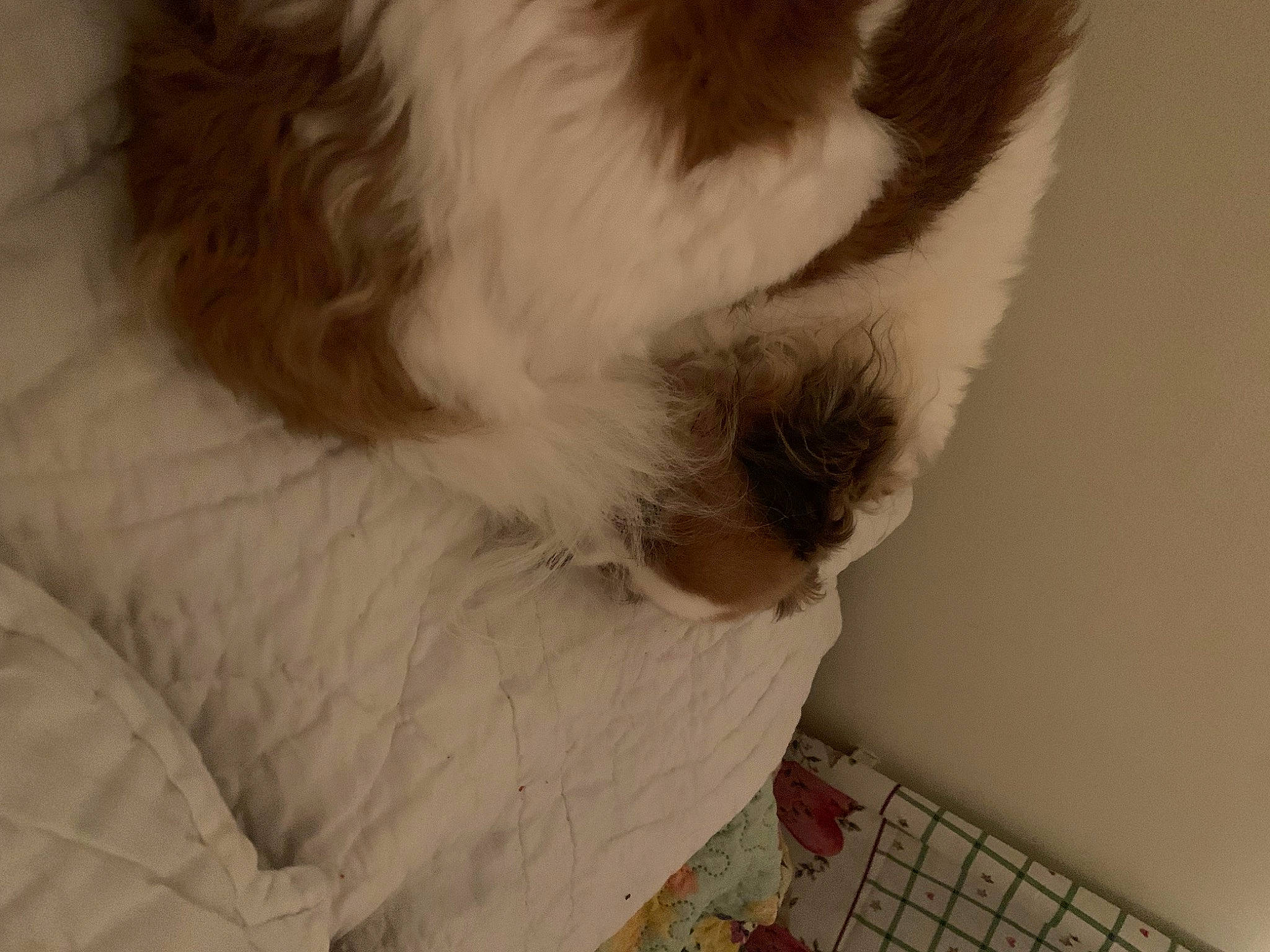 Tiger joined the competition — help win amazing prizes! canidae, carnivore, comfort, companion_dog, computer_keyboard, dog, dog_breed, ear, felidae, fur, nose, office_equipment, paw, peripheral, small_to_medium_sized_cats, snout, sporting_group, tail, toy_dog, whiskers