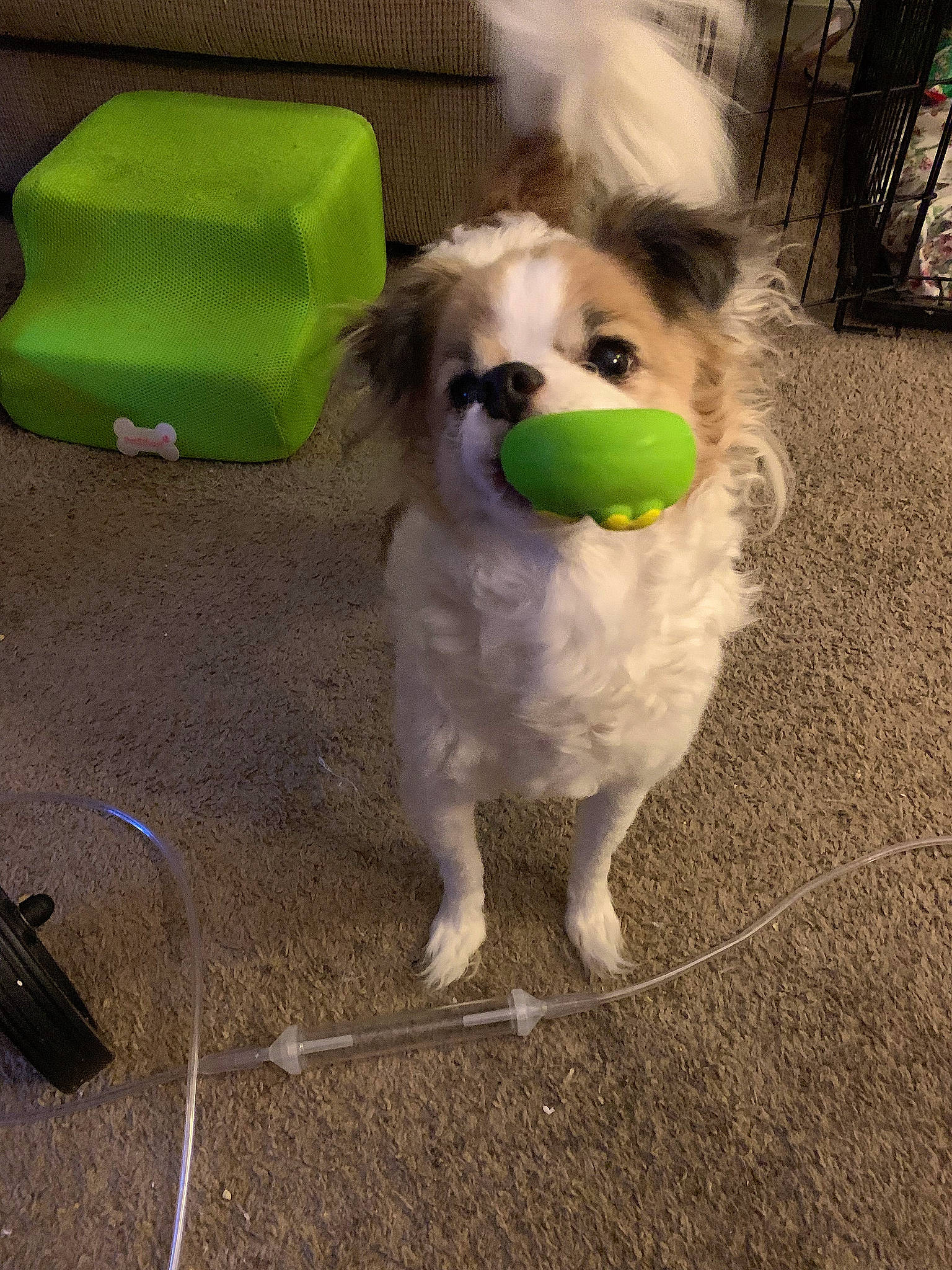 Tiger is registered to the contest to win money with this photo: ball, canidae, carnivore, companion_dog, dog, dog_breed, dog_supply, dog_toy, flooring, fur, luggage_and_bags, non_sporting_group, pet_supply, snout, spaniel, sporting_group, sports_equipment, tennis_ball, toy_dog, working_animal