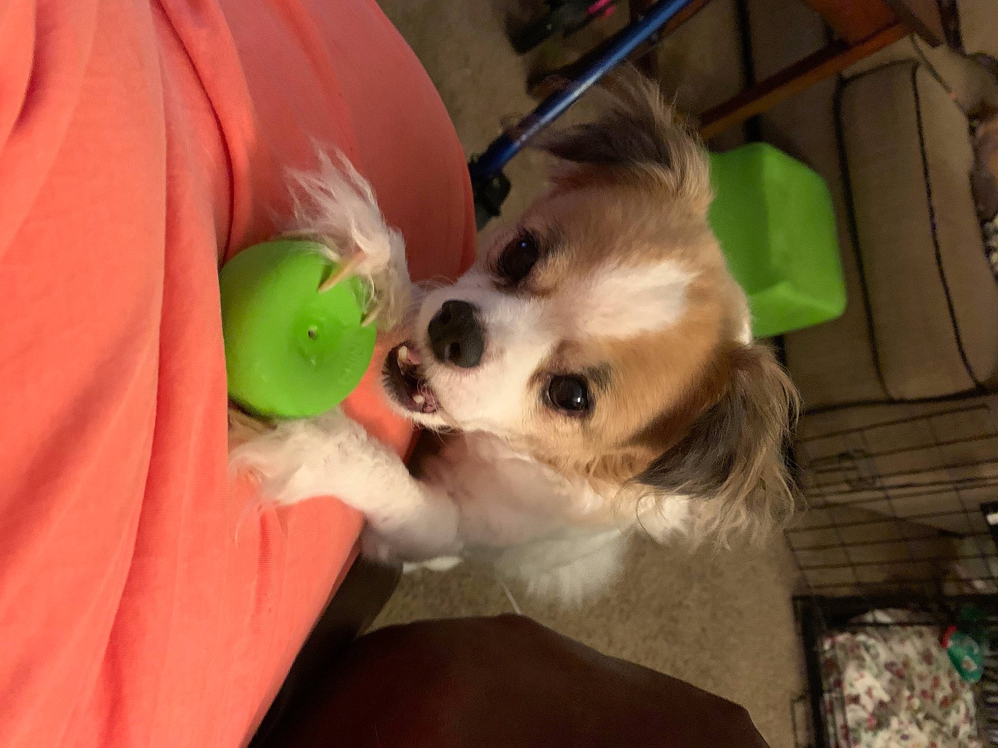 Tiger joined the competition — help win amazing prizes! american_eskimo_dog, canidae, carnivore, chihuahua, companion_dog, corgi_chihuahua, dog, dog_breed, dog_supply, fawn, fur, papillon, pomeranian, small_terrier, spitz, sunglasses, toy_dog, volpino_italiano, whiskers, working_animal