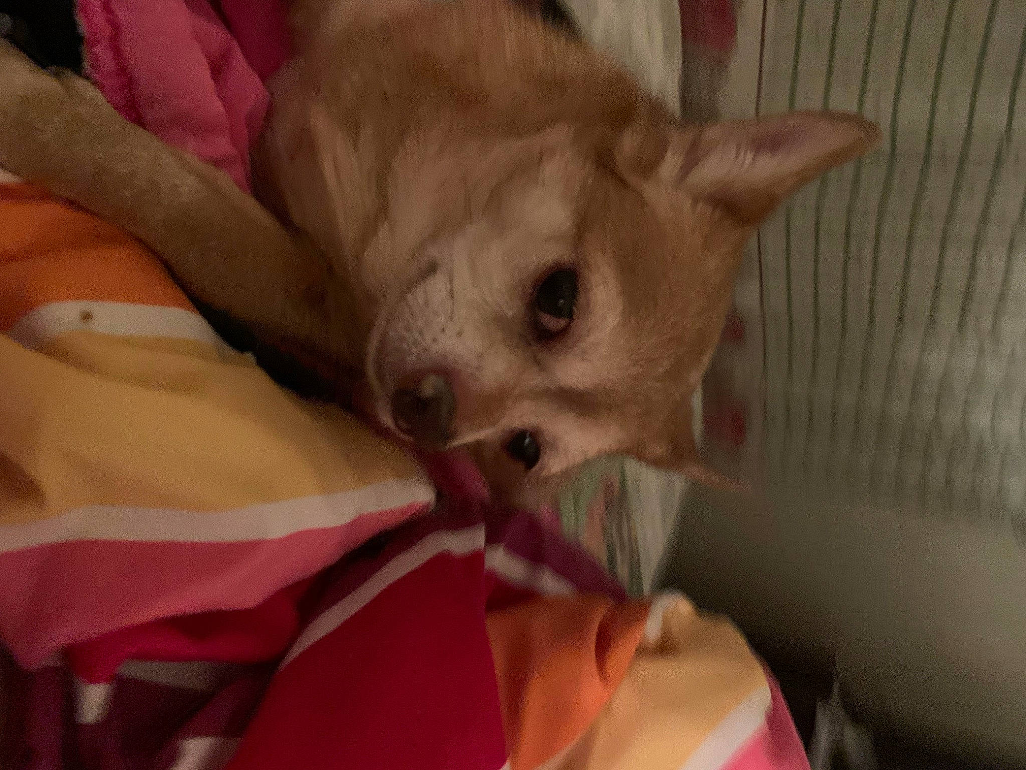 Brownie is registered to the contest to win money with this photo: bed, canidae, carnivore, chihuahua, comfort, companion_dog, corgi_chihuahua, dog, dog_breed, ear, eye, fawn, felidae, fur, small_to_medium_sized_cats, snout, sporting_group, toy_dog, whiskers, working_animal