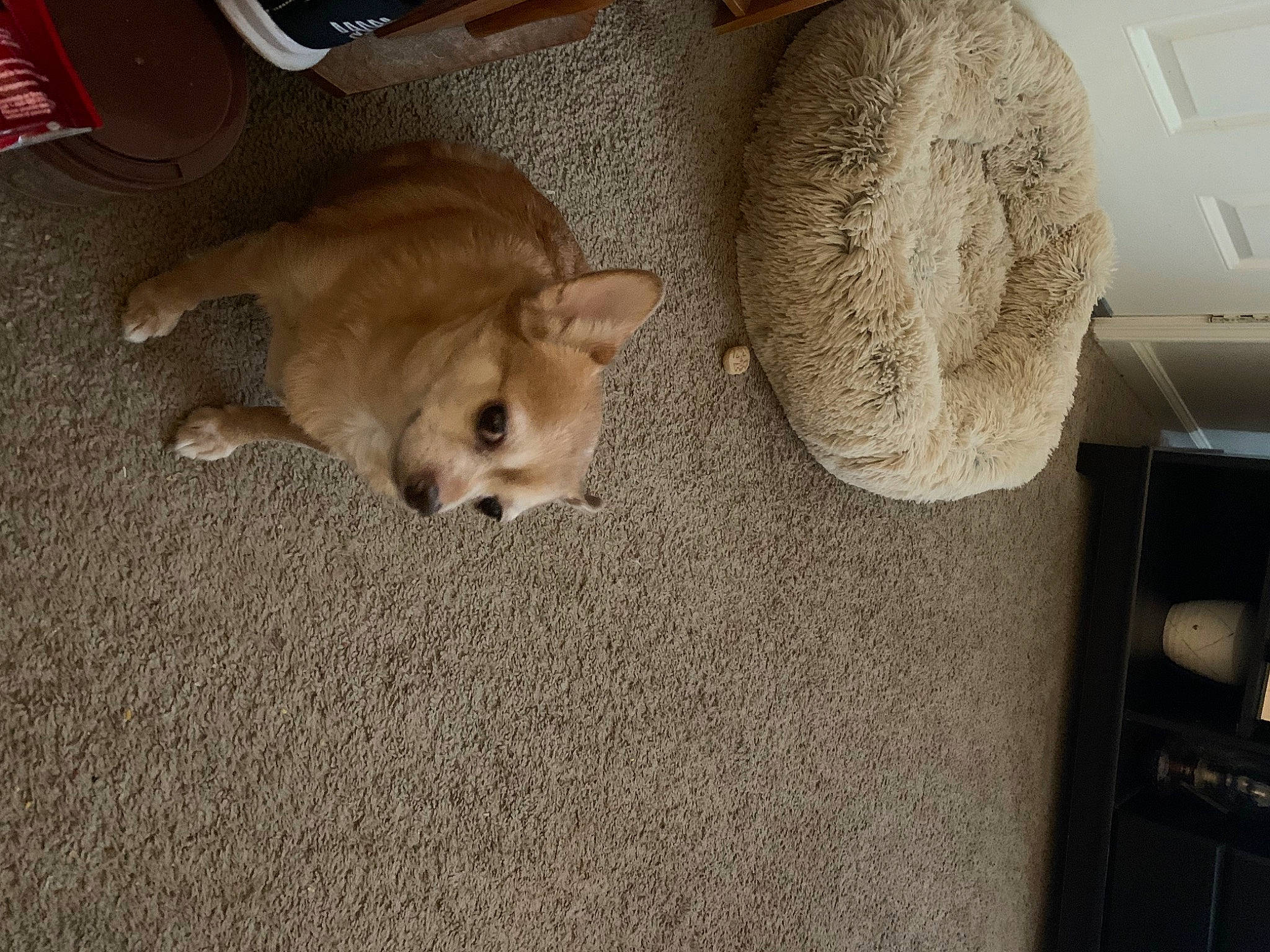 Brownie is registered to the contest to win money with this photo: canidae, carnivore, comfort, companion_dog, couch, dog, dog_breed, dog_supply, fawn, floor, flooring, fur, hardwood, pet_supply, snout, sporting_group, tail, toy_dog, wood, working_animal