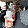 dog, blue_eyes, car_interior, hand, white_cup, nail_polish, seat, headrest, window, person, pet, animal, curious, licking, closeup, indoor, vehicle, looking, human_hand, casual