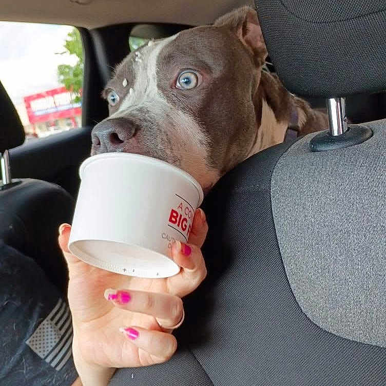 Tank joined the competition — help win amazing prizes! dog, blue_eyes, car_interior, hand, white_cup, nail_polish, seat, headrest, window, person, pet, animal, curious, licking, closeup, indoor, vehicle, looking, human_hand, casual