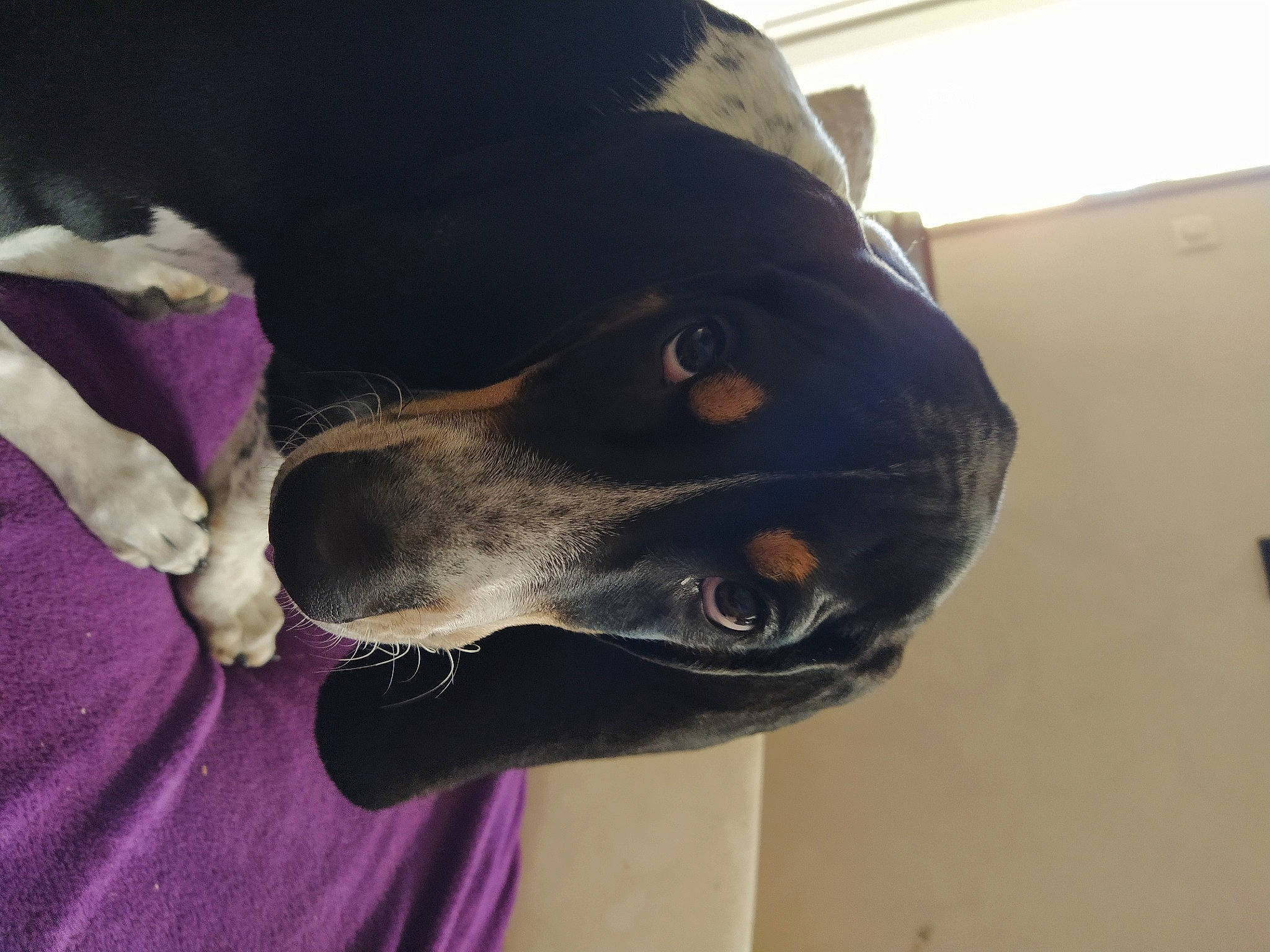 Régis a rejoint le concours — aidez-le/la à gagner de superbes lots ! canidae, carnivore, dog, dog_breed, entlebucher_mountain_dog, hunting_dog, nose, puppy, rottweiler, snout, sporting_group