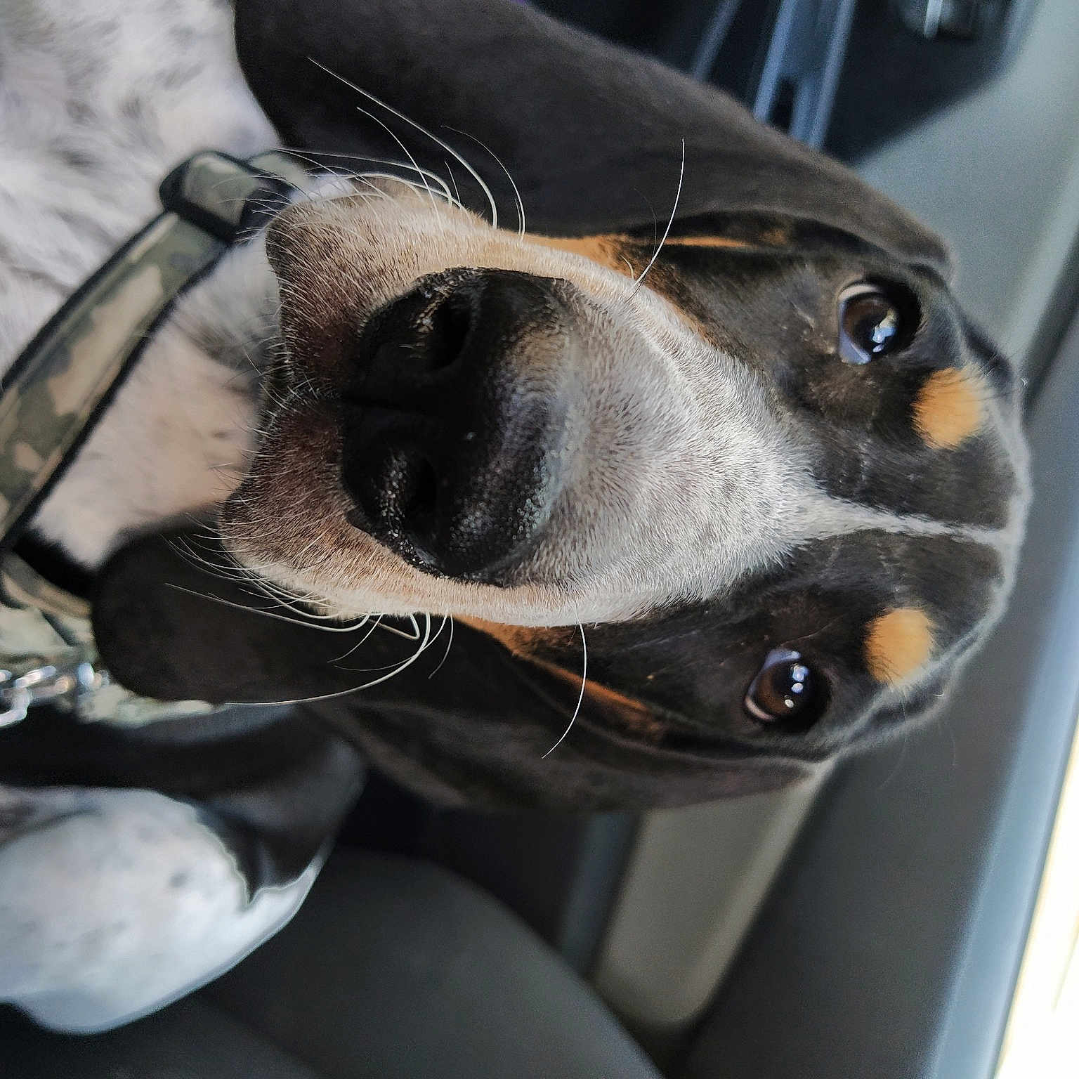 Régis