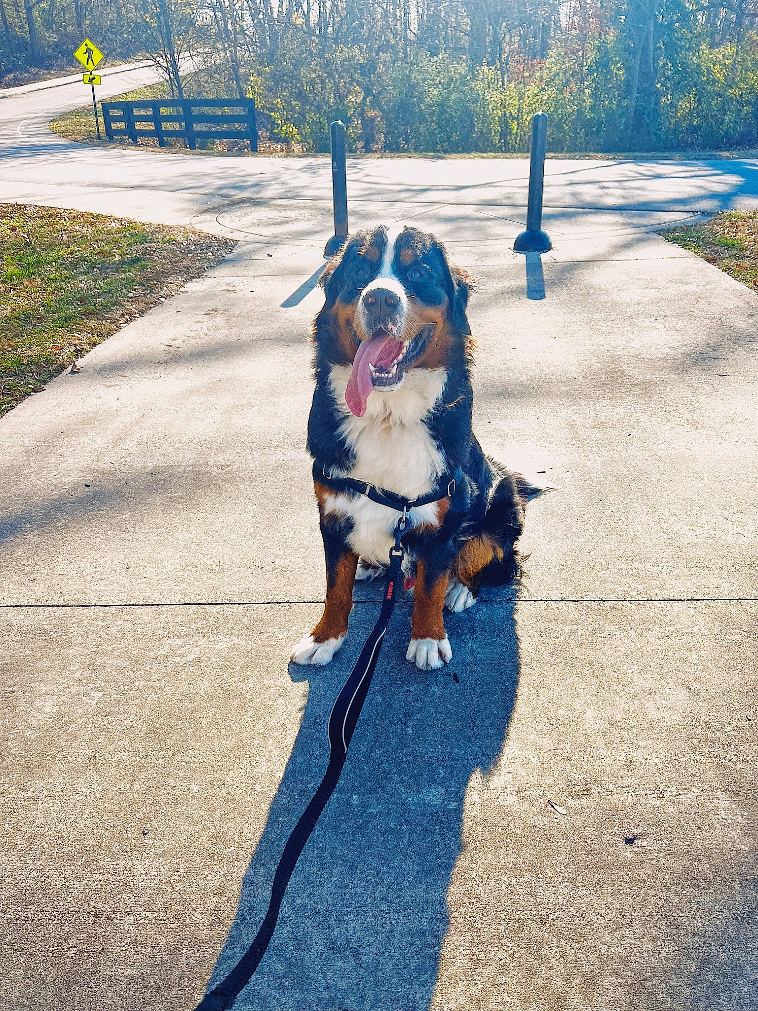 Barney joined the competition — help win amazing prizes! asphalt, blue, carnivore, collar, companion_dog, dog, dog_breed, eyewear, fawn, grass, leash, morning, plant, road_surface, sky, snout, sunglasses, tail, tints_and_shades, tree