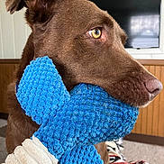 Sydney joined the competition — help win amazing prizes! animal, blue_toy, brown_dog, canine, carpet, close_up, cozy, cute, dog, domestic, focused, fur, indoor, living_room, pet, plush_toy, snout, television, toy_in_mouth, wood_paneling