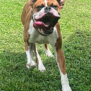 Tyson joined the competition — help win amazing prizes! active, animal, boxer, canine, collar, daylight, dog, ears, fence, garden, grass, happy, nature, outdoor, pet, playful, running, summer, tongue, yard