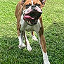 active, animal, boxer, canine, collar, daylight, dog, ears, fence, garden, grass, happy, nature, outdoor, pet, playful, running, summer, tongue, yard