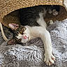 cat, pet, animal, feline, basket, woven, blanket, fluffy, cozy, indoor, curious, paw, fur, tabby, white_paws, relaxed, resting, home, soft_texture, cute