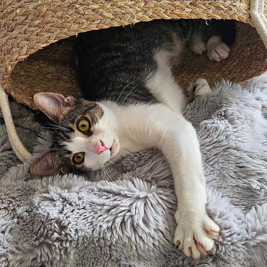Philou participe au concours pour gagner de l'argent avec cette photo : cat, pet, animal, feline, basket, woven, blanket, fluffy, cozy, indoor, curious, paw, fur, tabby, white_paws, relaxed, resting, home, soft_texture, cute