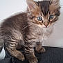 kitten, cat, tabby, furry, cute, indoor, couch, pet, animal, feline, curious, young, small, whiskers, ears, paws, fur, striped, domestic, mammal