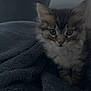 Rio a rejoint le concours — aidez-le/la à gagner de superbes lots ! kitten, cat, animal, pet, furry, cute, cozy, blanket, gray, indoor, fur, whiskers, ears, small, young, curious, soft, cute_animal, domestic_cat, resting
