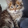 kitten, cat, tabby, fluffy, fur, whiskers, sitting, indoor, pet, animal, cute, young, curious, wide_eyes, soft, brown, black, blurred_background, portrait, cozy