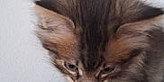Rio a rejoint le concours — aidez-le/la à gagner de superbes lots ! kitten, cat, furry, ears, paws, curious, pet, animal, young, tabby, striped, cute, domestic, mammal, feline, indoor, closeup, soft, whiskers, looking_down