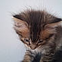 kitten, cat, furry, ears, paws, curious, pet, animal, young, tabby, striped, cute, domestic, mammal, feline, indoor, closeup, soft, whiskers, looking_down